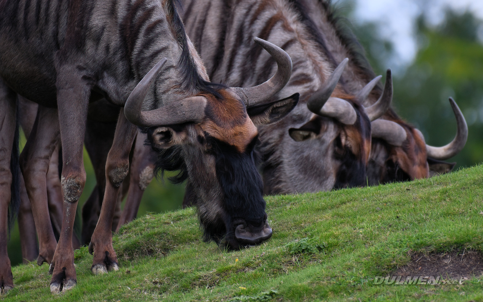 Blue wildebeest (Connochaetes taurinus)